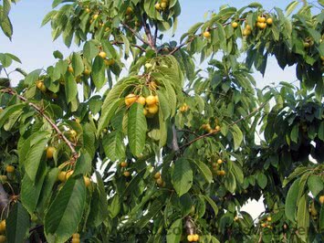 Черешня обыкновенная Плакучая (вишня птичья) Cerasus avium 