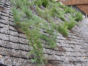 Ландшафтний дизайн — Астра Грин Ландшафтний дизайн — Астра Грин