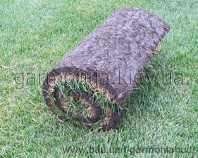 Трава газонная в рулонах &mdash; ГАРМОНИЯ-БУД