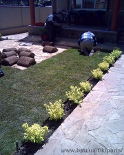 Ландшафтный дизайн &mdash; Кипарис