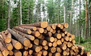 Пиломатериали разних пород