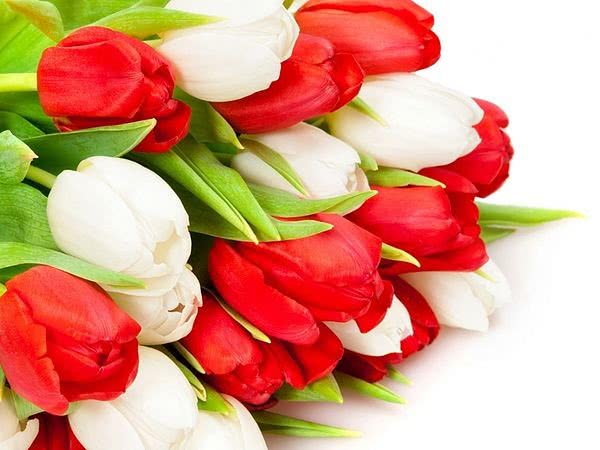 TM “POLI” поздравляет всех женщин с праздником весны и любви, 8 Марта!