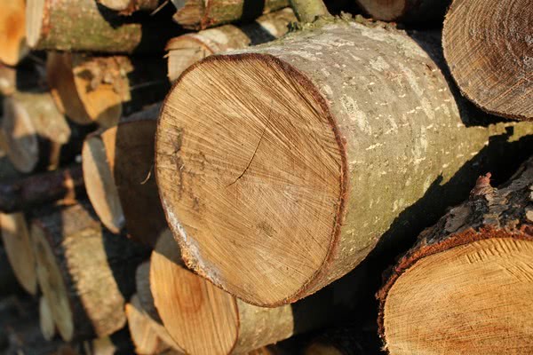 Введен 10-летний мораторий на экспорт украинской древесины.
