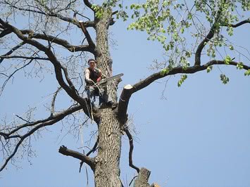 Обрезка веток деревьев в Киеве