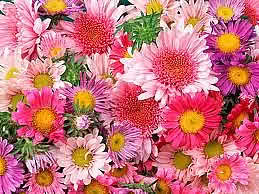 жби