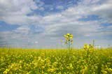 Градосовет одобрил предложения по изменению целевого назначения более 1,5 тыс. га земель промышленного и сельхозназначения в зеленой зоне Киева