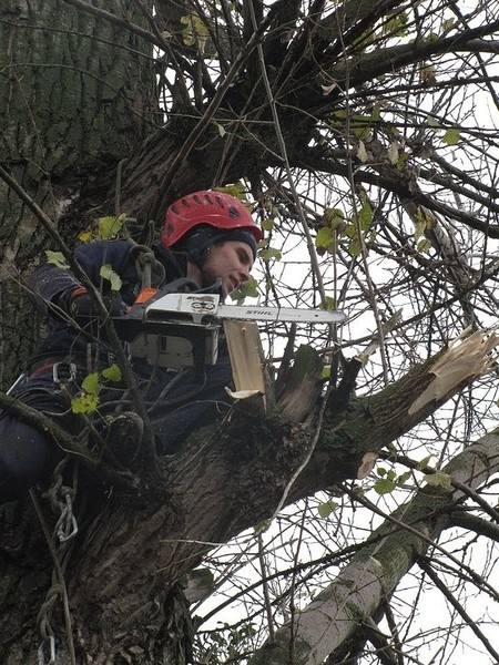 обрізка дерев