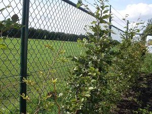 паркан — 1+3 паркан — 1+3