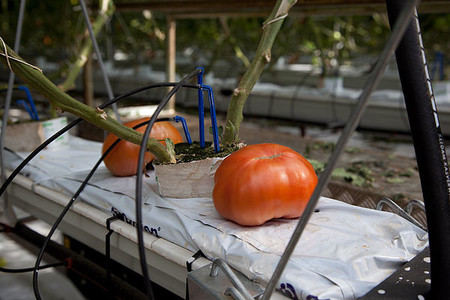 Капельный полив Netafim