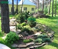 ландшафтный дизайн &mdash; Топиар