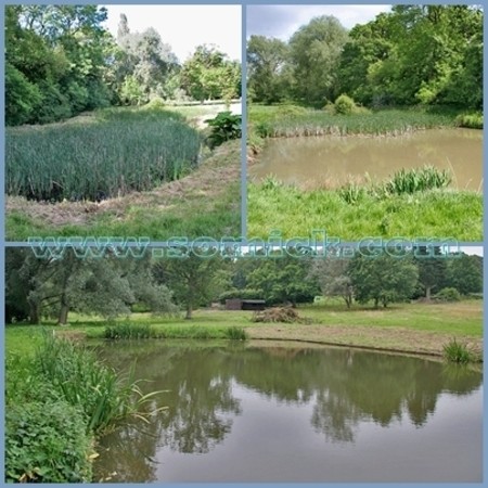 Возможности ручных земснарядов Piranha Pumps - удаление камыша, рогозы, осоки, остролистника